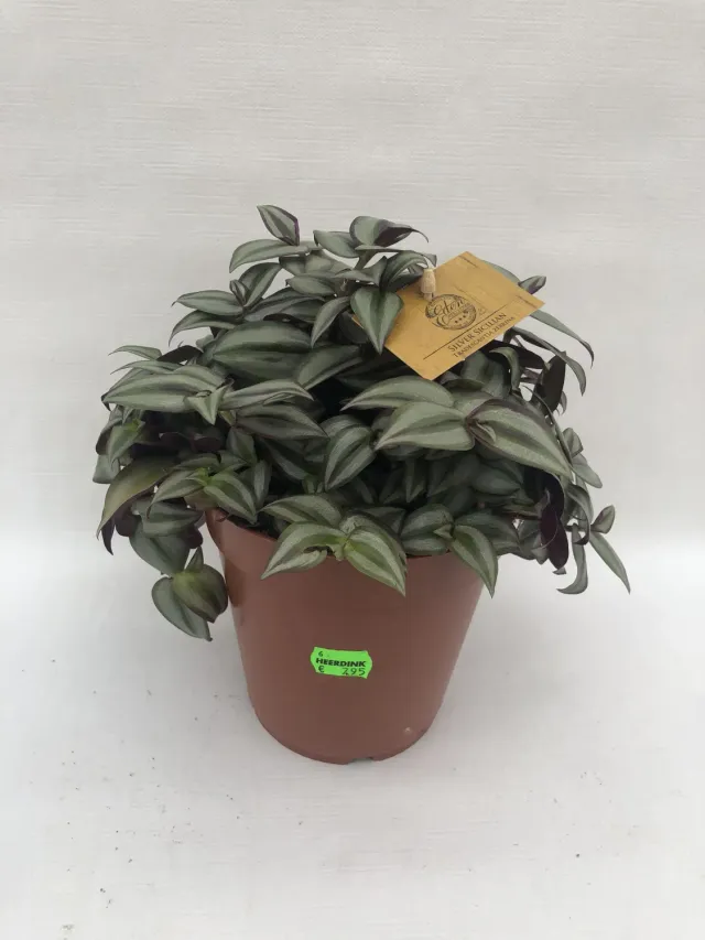 Tuincentrum Heerdink Tradescantia zebrina kamerplant Vaderplant