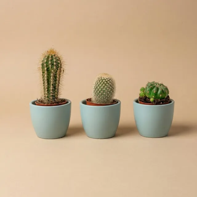 Urbanjungl Cactus mix cactusset 3 stuks blauw pot 6 cm