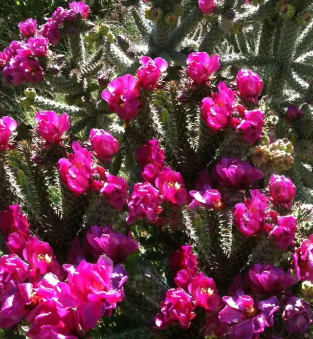 The Natural World Cylindropuntia spinosior cactus sterk