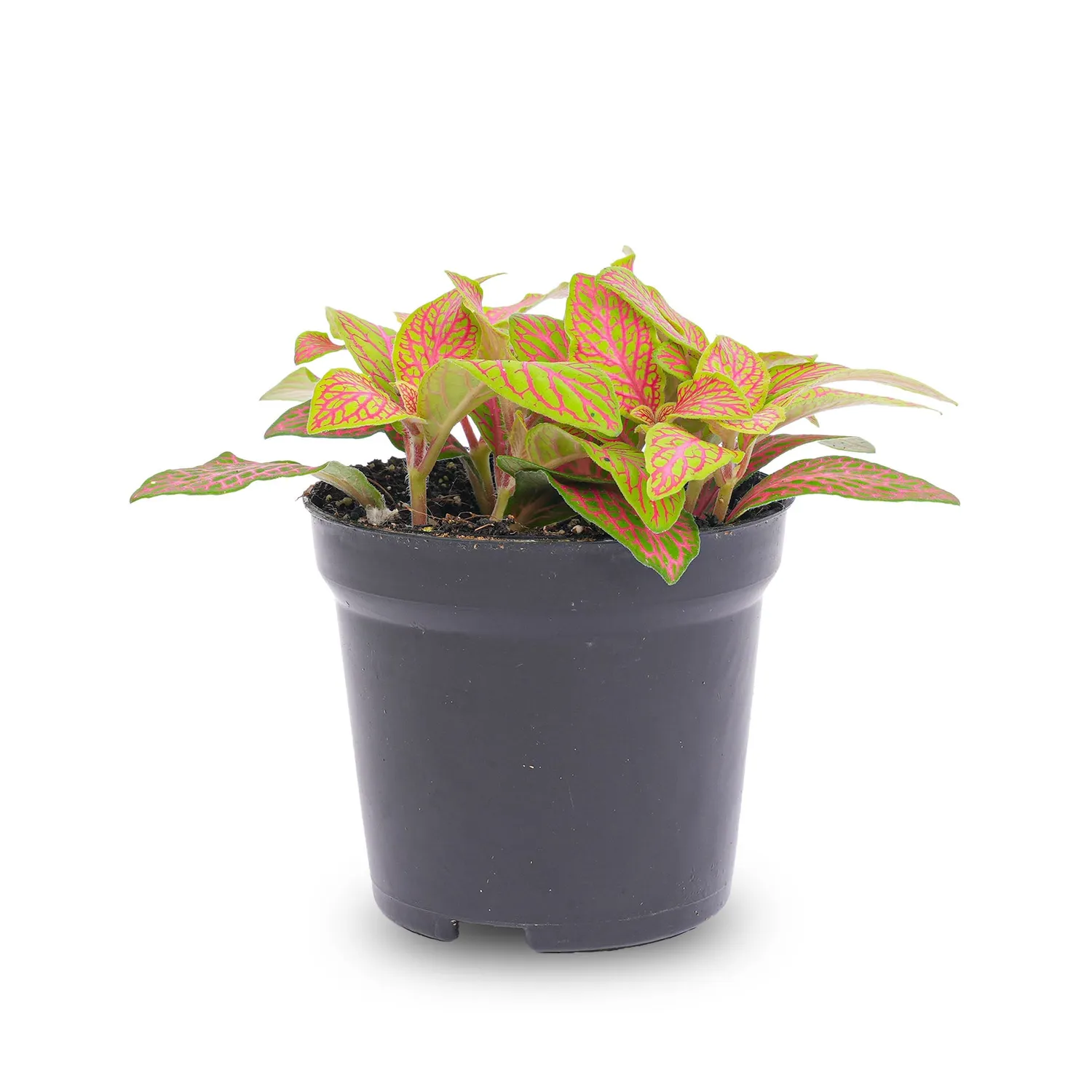 Urbanjungl Fittonia Ruby Lime mozaïekplant 10 cm
