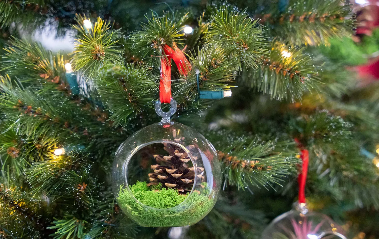 Urbanjungl Kerstbal glas hangend met airplant en mos