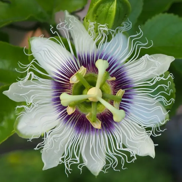 The Natural World Passiflora edulis plant P15 passievrucht