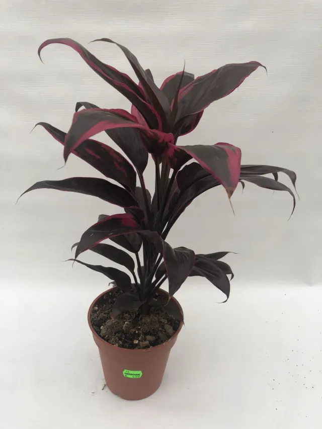 Tuincentrum Heerdink Cordyline Red Sister geluksplant rood