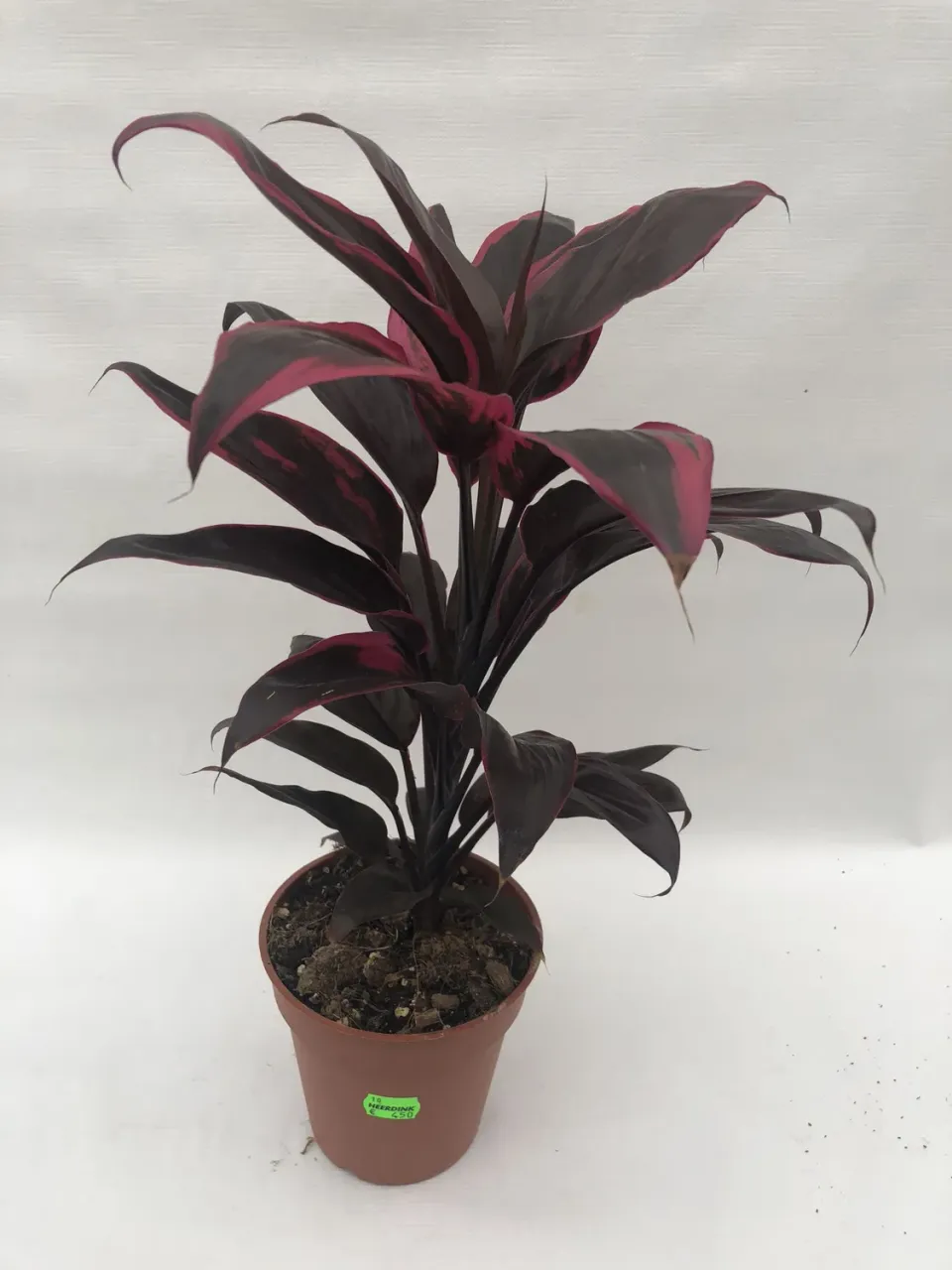 Tuincentrum Heerdink Cordyline Red Sister geluksplant rood