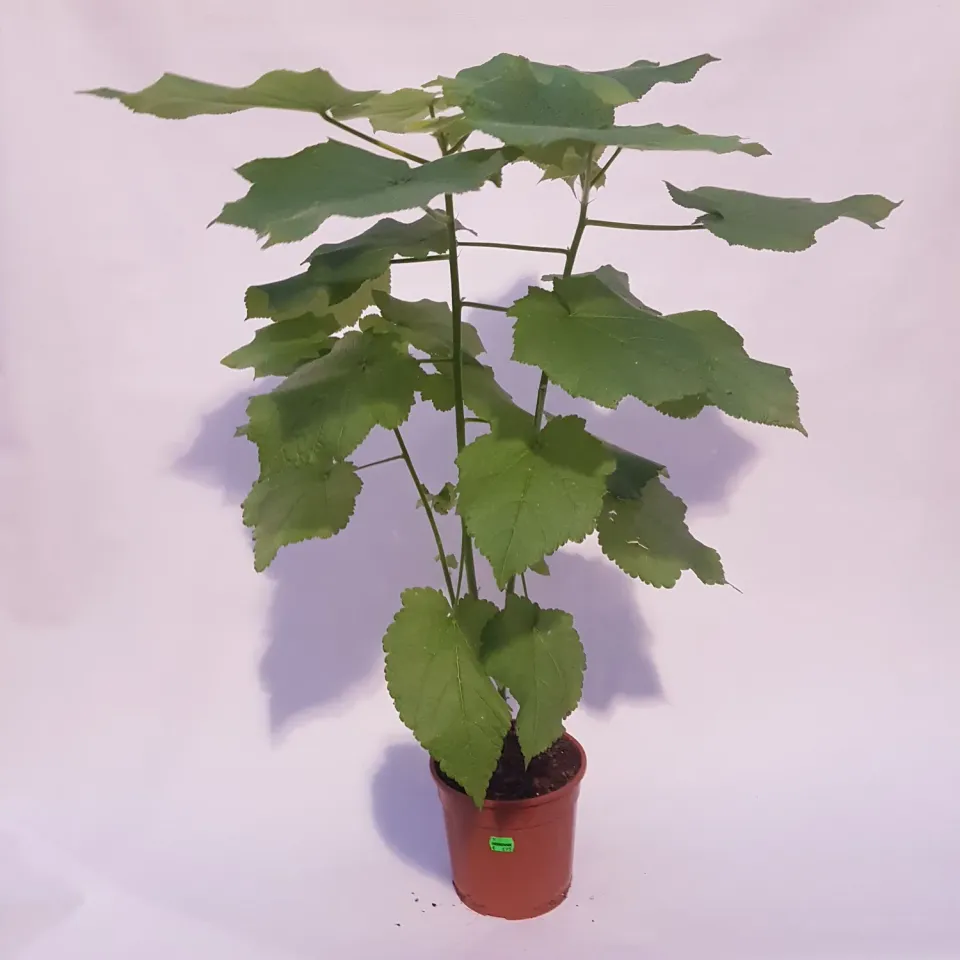 Tuincentrum Heerdink Sparmannia africana kamerlinde 85 cm pot 17