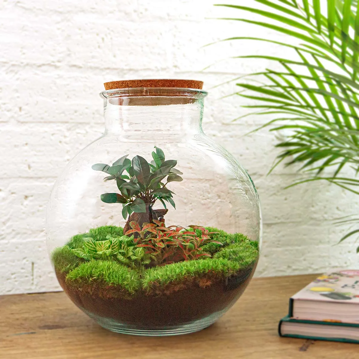 Urbanjungl Bolder Bob Bonsai terrarium DIY kit met licht Ø31 cm