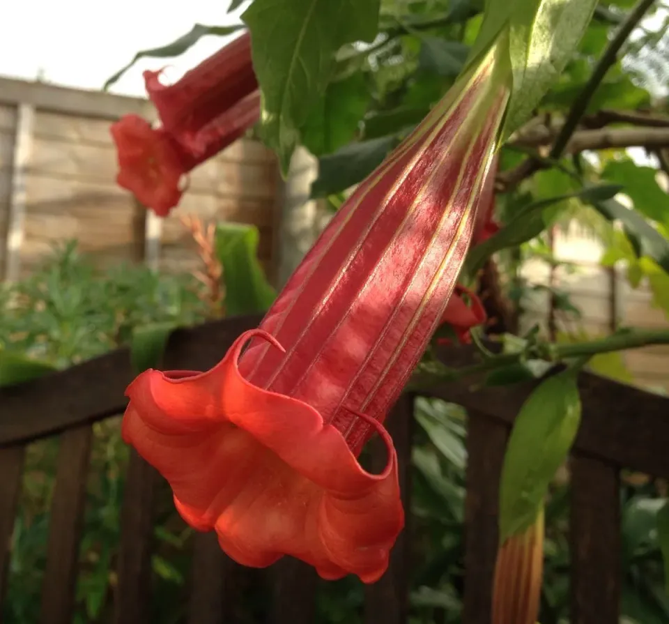 The Natural World Brugmansia cordata kuipplant geurend
