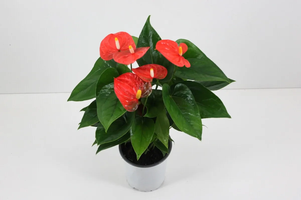 XL-Bloom XL.85 Jambo Orange stekje oranje