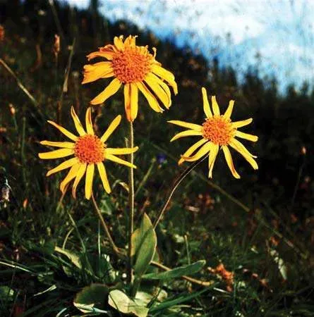 The Natural World Arnica montana valkruid plant winterhard