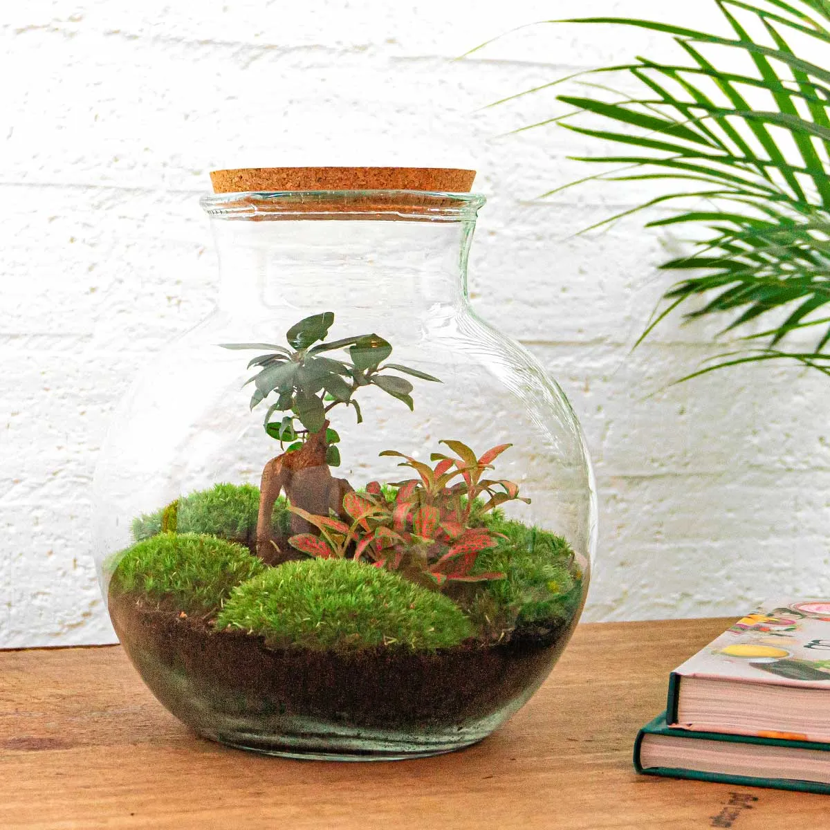 Urbanjungl Teddy Bonsai Rood terrarium DIY kit met licht Ø26 cm