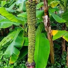 The Natural World Musa 1000 Fingers bananenplant P17 eetbaar