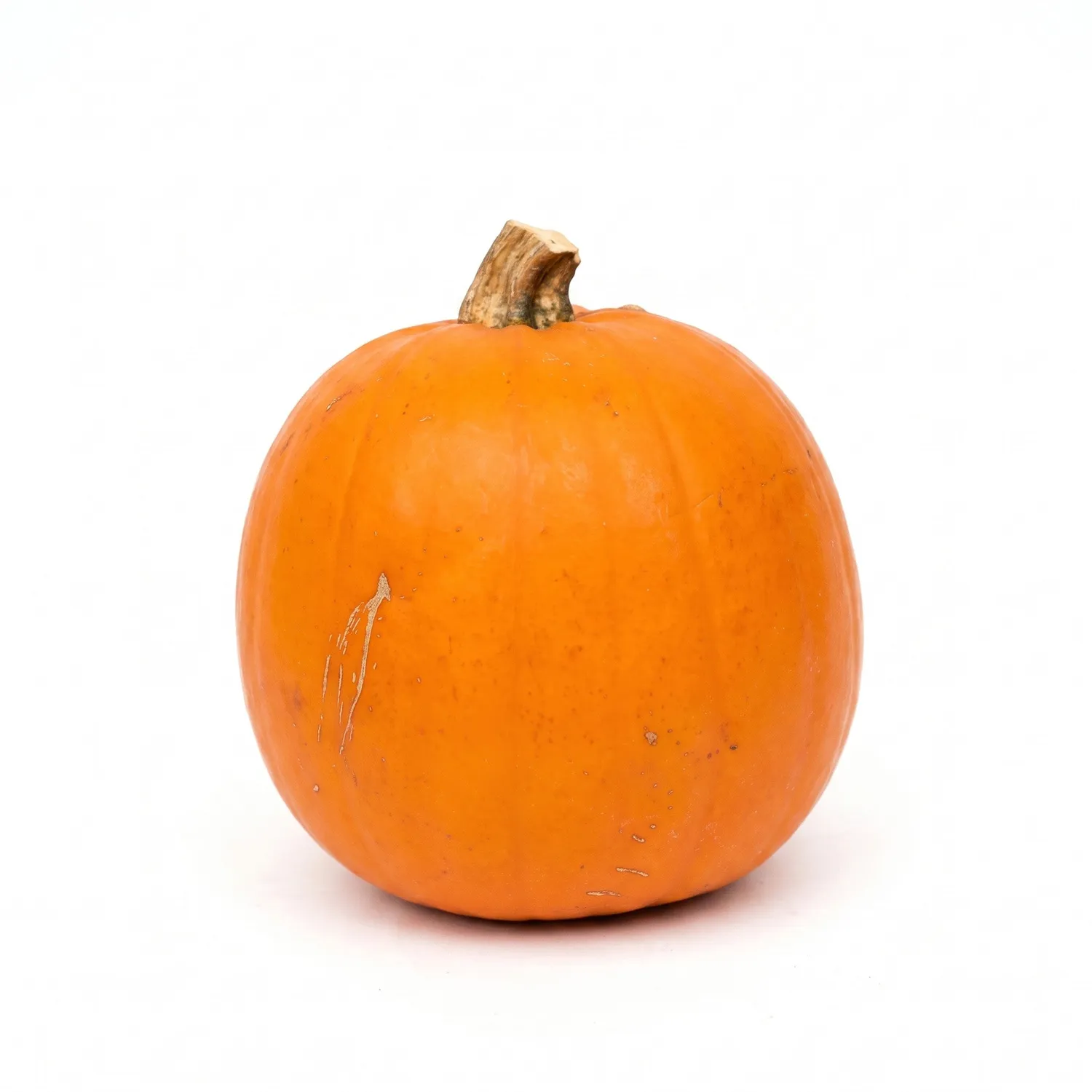 Urbanjungl Halloween pompoen echt oranje Ø 16 cm 1,4 kg