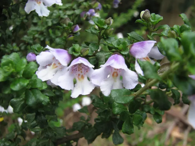 The Natural World Prostanthera cuneata plant eetbaar
