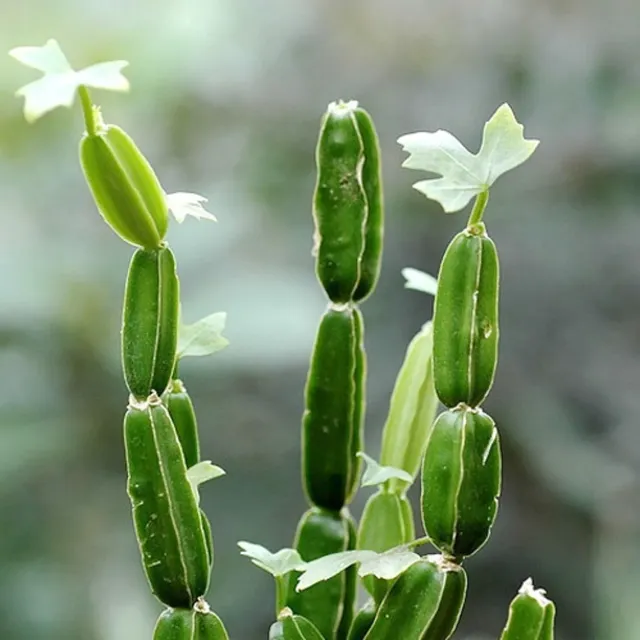 The Natural World Cissus quadrangularis vetplant eetbaar