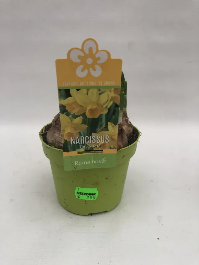 Tuincentrum Heerdink Narcis Tête à Tête bolplant 11 cm geel