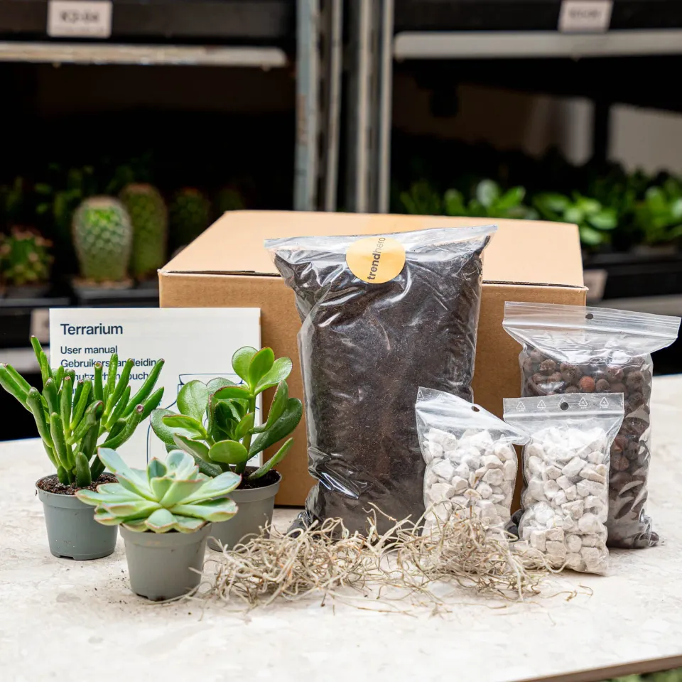 Urbanjungl Succulenten navulset L/XL 3 stuks met startersgrond