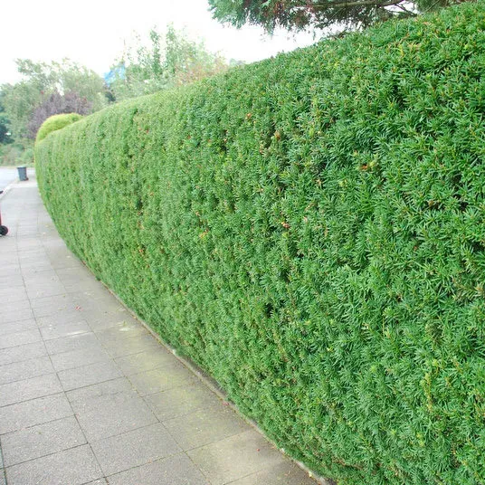 Tuincentrum Heerdink Taxus Baccata Haagplant 80-100 cm Wintergroen