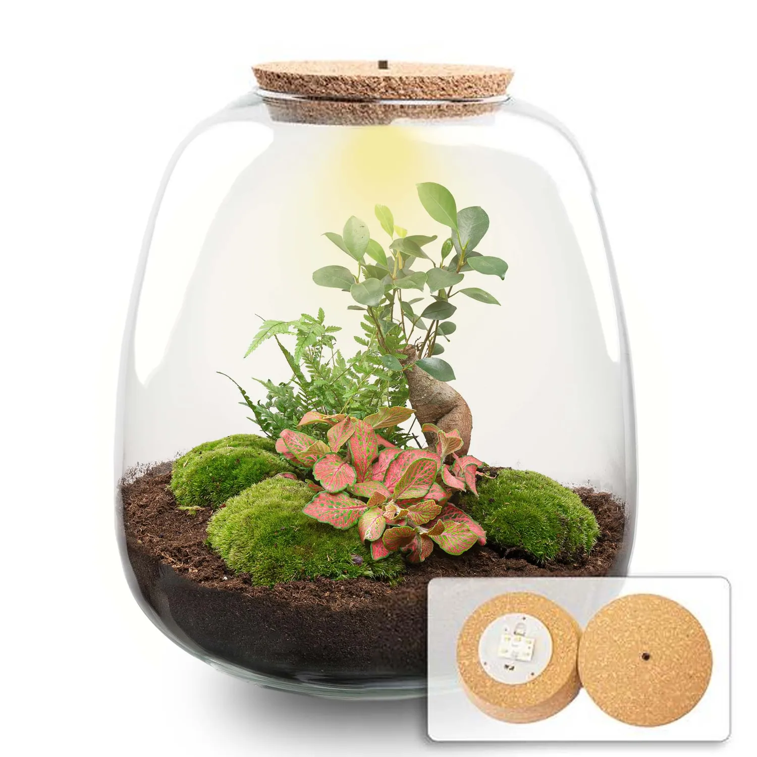 Urbanjungl Emma Bonsai Red terrarium met licht Ø 23 cm