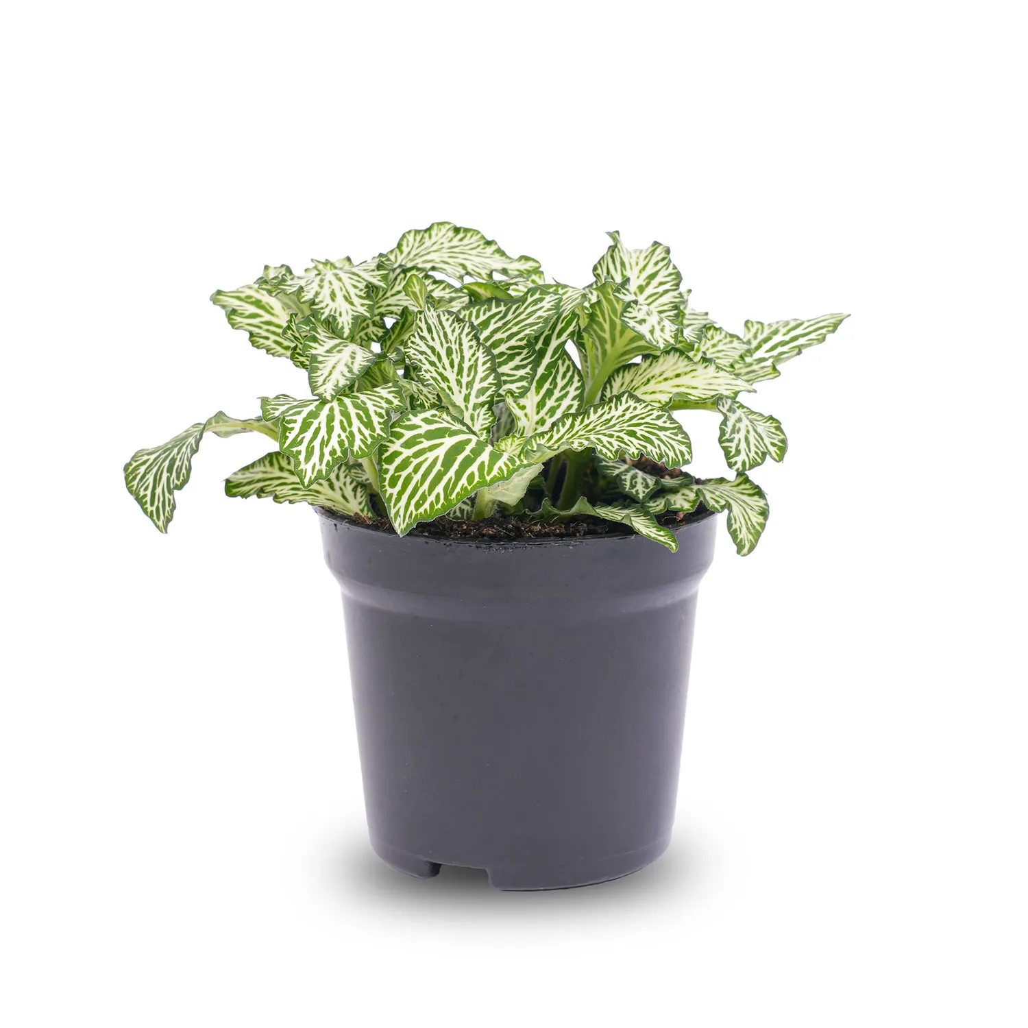 Urbanjungl Fittonia White Tiger mozaiekplant 10 cm terrarium