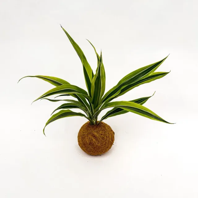 House of Koko Lemon Lime kokedama zonder schaaltje