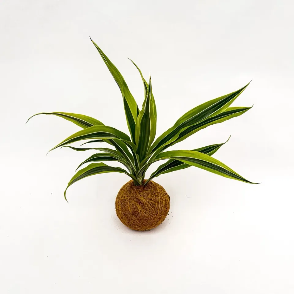 House of Koko Lemon Lime kokedama zonder schaaltje