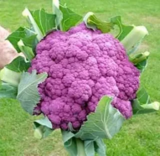 The Natural World Violetto di Sicilia bloemkool zaden paars