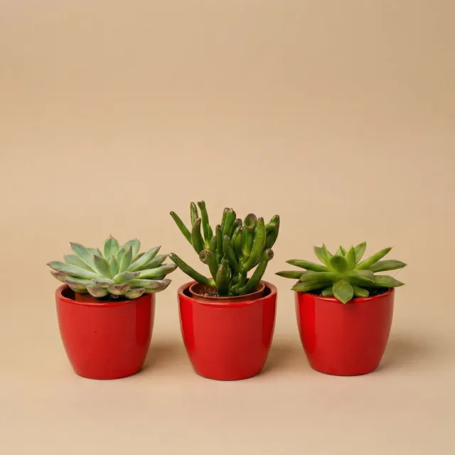 Urbanjungl Succulenten set van 3 vetplanten rode pot