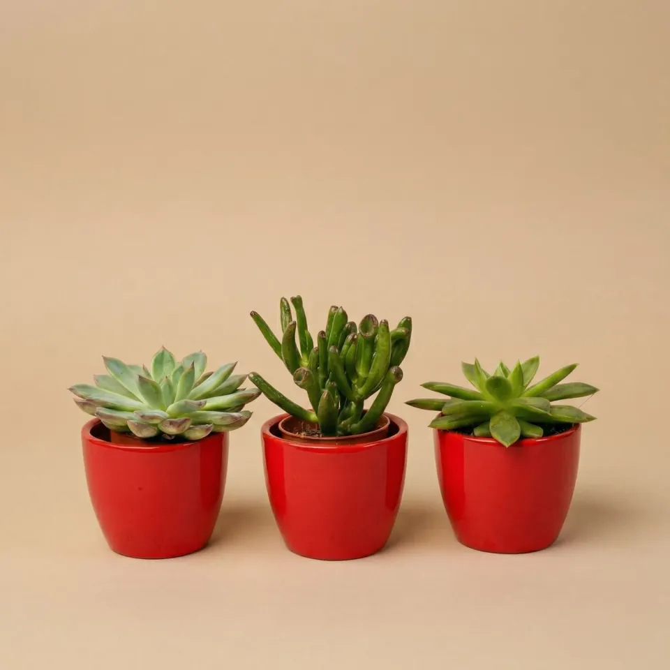 Urbanjungl Succulenten set van 3 vetplanten rode pot