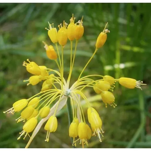 The Natural World Allium flavum sierui P9 geel eetbaar