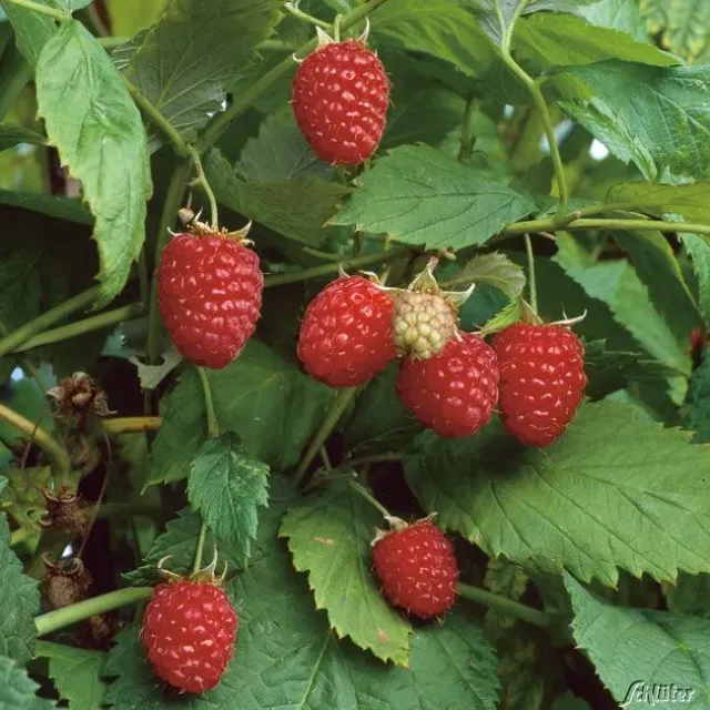 The Natural World Rubus Schönemann frambozenplant P15 herfst