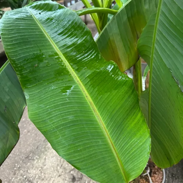 The Natural World Musa himalayensis Speciosa bananenplant winterhard