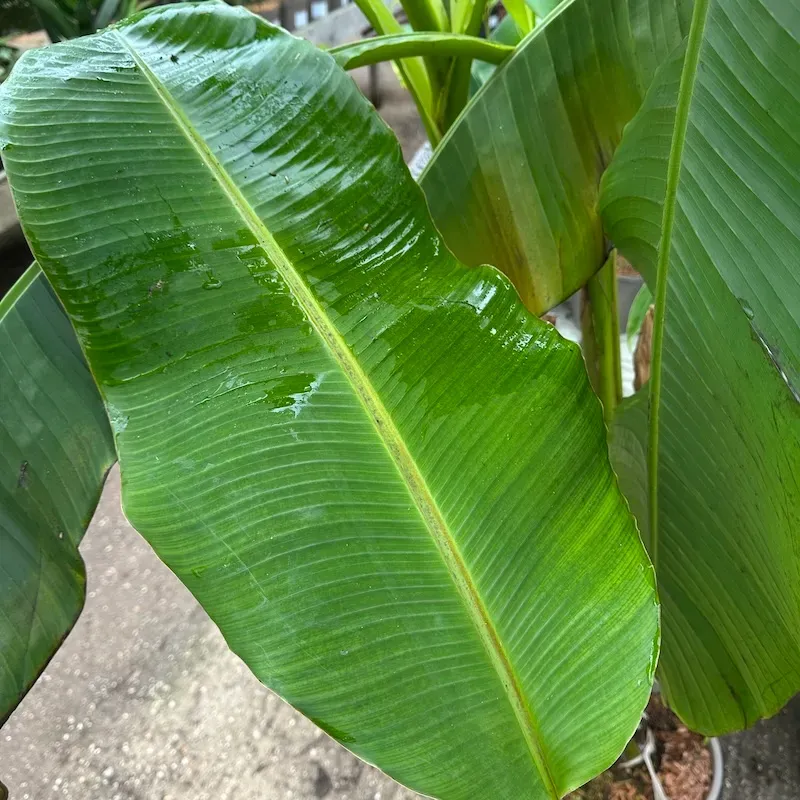 The Natural World Musa himalayensis Speciosa bananenplant winterhard
