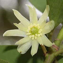 The Natural World Illicium anisatum struik C2 groenblijvend