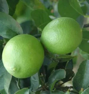 The Natural World Citrus micrantha citrusplant eetbaar zuur