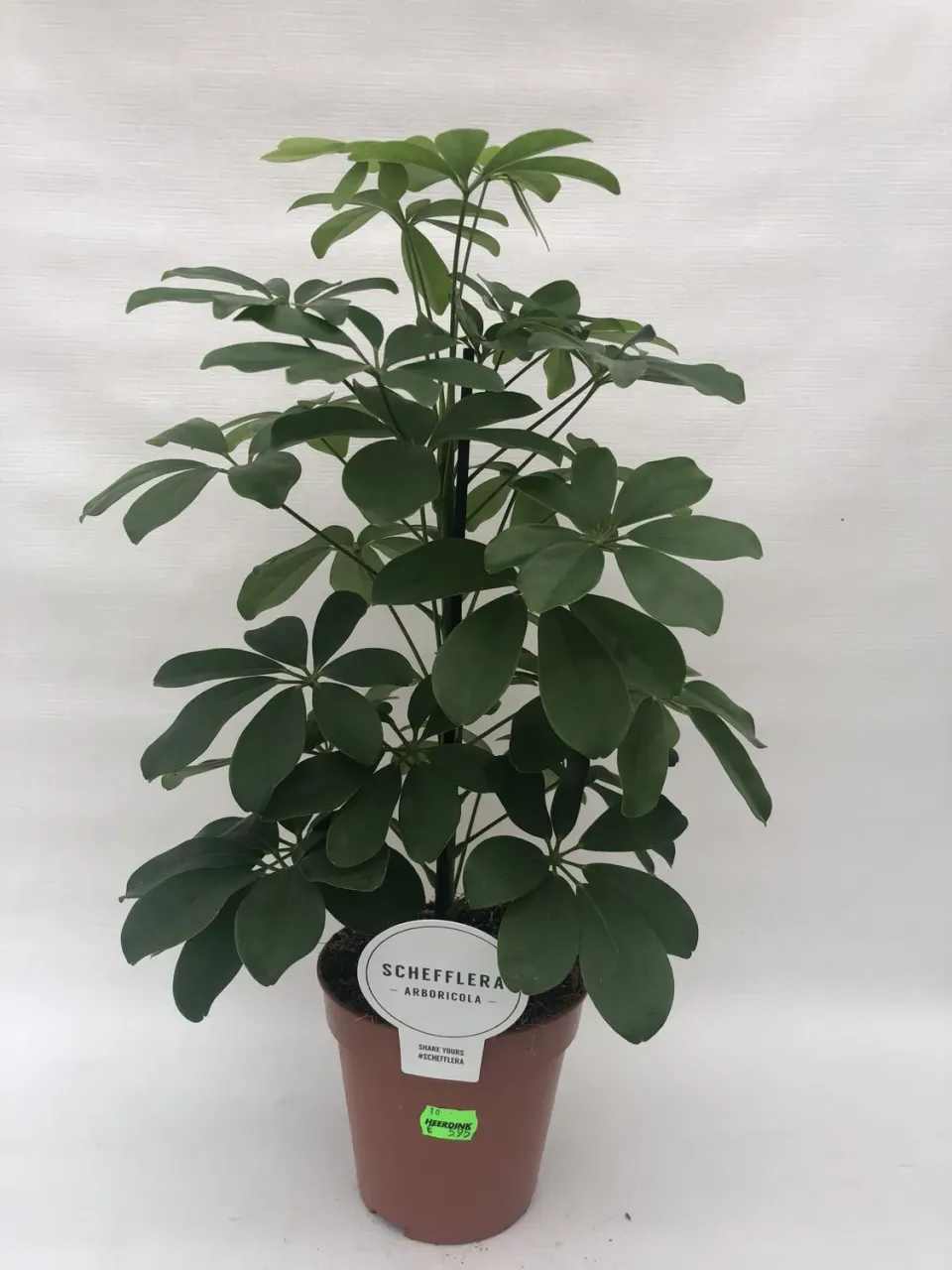 Tuincentrum Heerdink Schefflera arboricola Parapluboom 45 cm groen