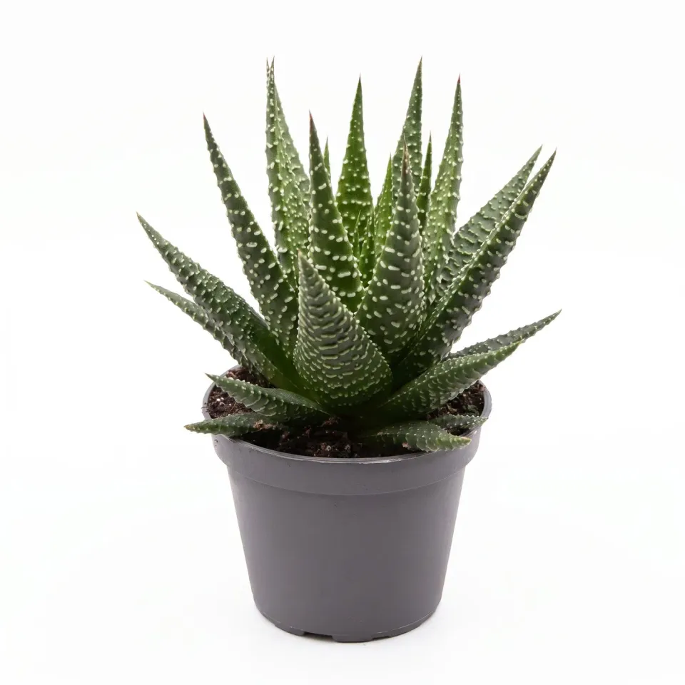 Urbanjungl Haworthia Gasworthia vetplant 5,5 cm pot onderhoudsarm
