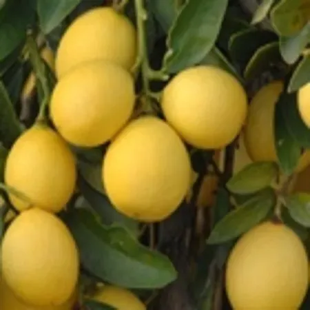 The Natural World Citrus Lakeland limequat plant eetbaar
