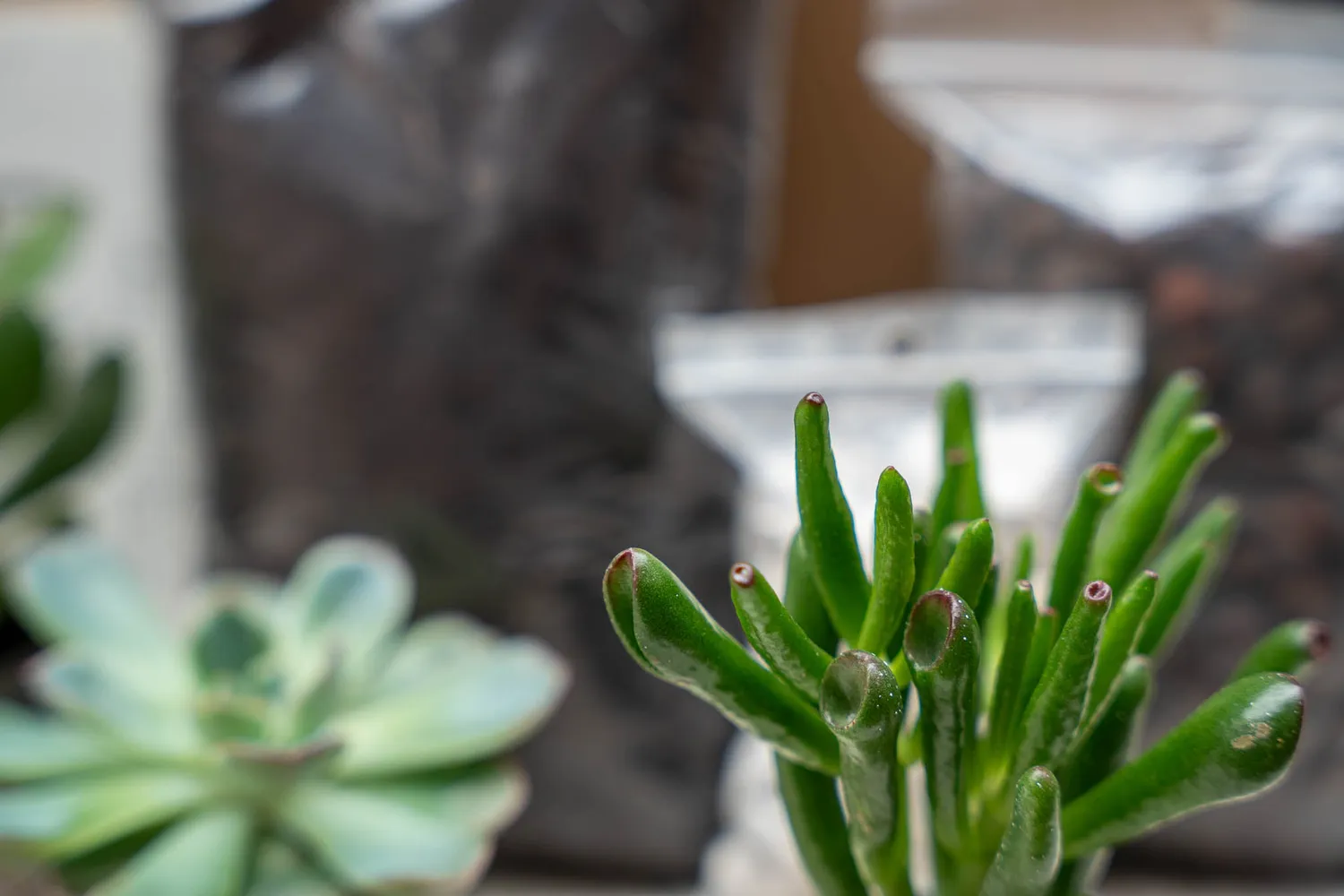 Urbanjungl Succulenten terrarium starterset 2 stuks S/M