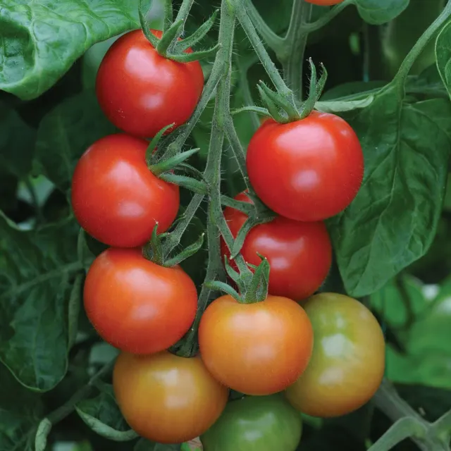The Natural World tomaat Gardener's Delight zaden cherrytomaat