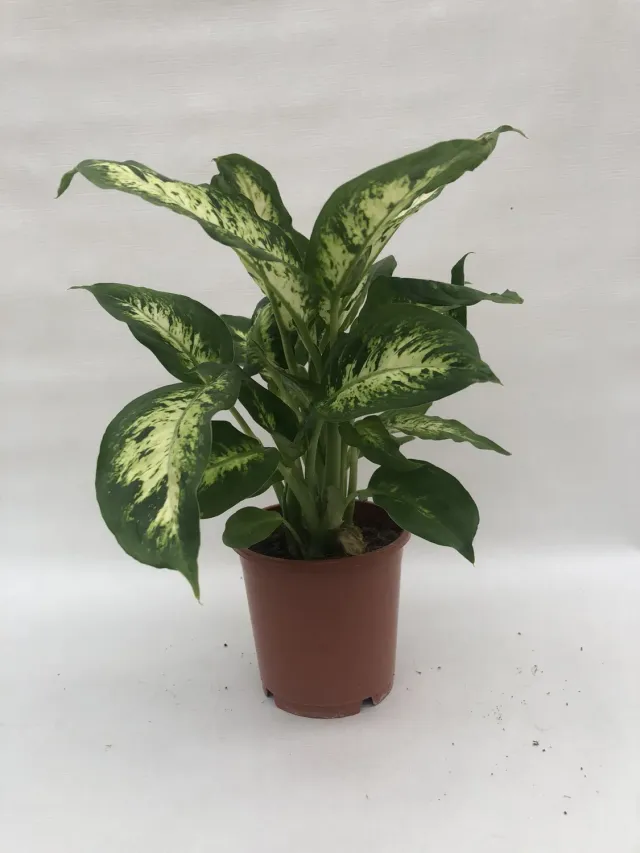 Tuincentrum Heerdink Dieffenbachia Compacta kamerplant 35 cm bont