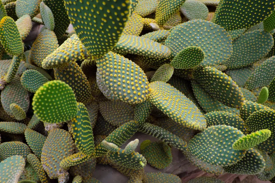 The Natural World Opuntia microdasys vijgcactus P9