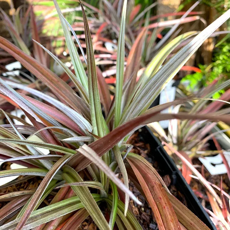 The Natural World Astelia nervosa Red Shadow plant P9 rood blad