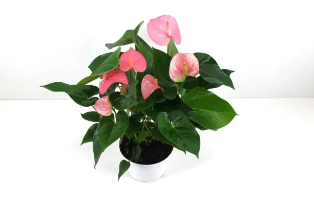 XL-Bloom XL.104 Sweet Pink stekje roze