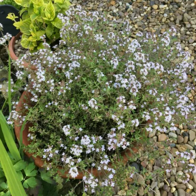The Natural World Thymus fragantissimus tijmplant P9