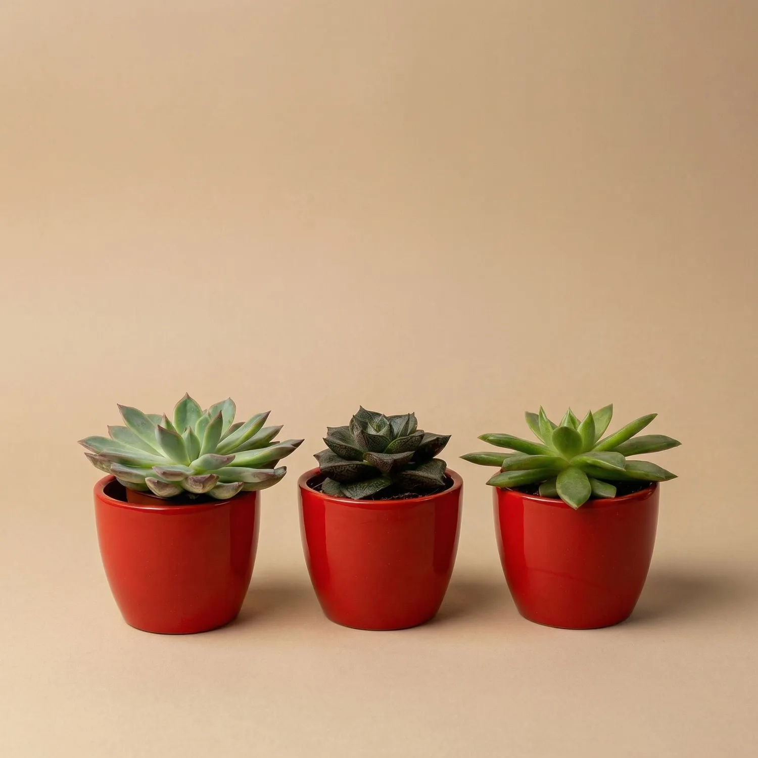 Urbanjungl Succulenten set van 3 vetplanten rode pot