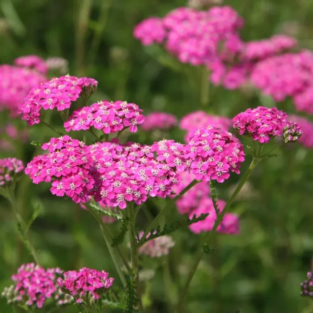 The Natural World Achillea Cerise Queen duizendblad plant P9 roze