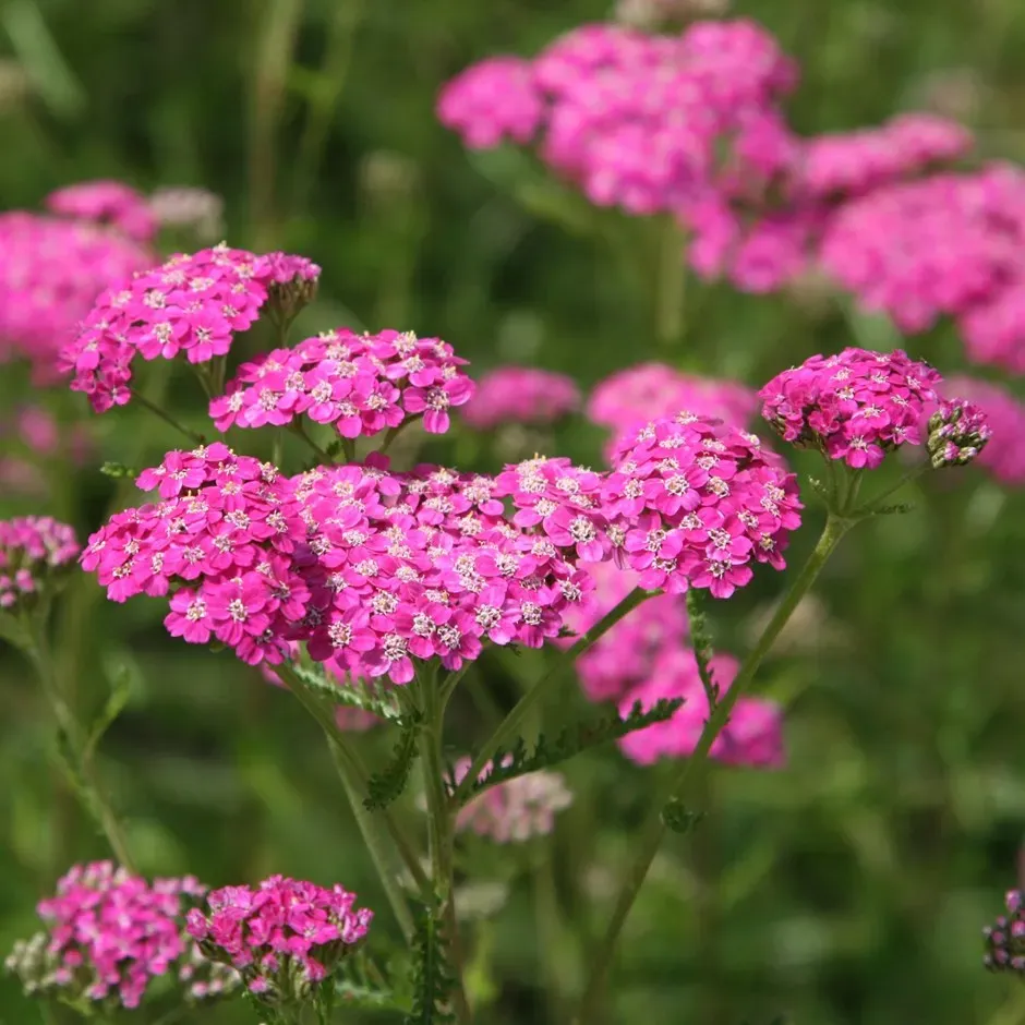 The Natural World Achillea Cerise Queen duizendblad plant P9 roze