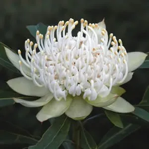 The Natural World Telopea Shady Lady White plant wit