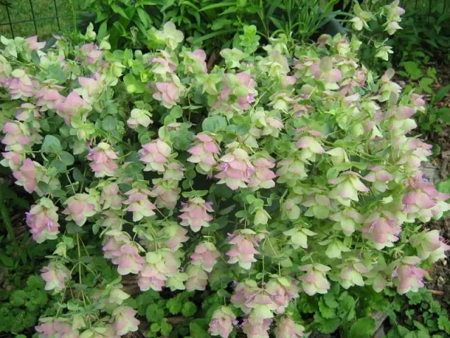 The Natural World Origanum Kent Beauty oreganoplant roze