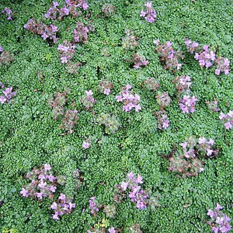 The Natural World Thymus praecox Minor plant P9 eetbaar